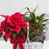 Jingle bell pointers and peace lily plant in a basket 
