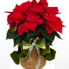 The ultimate holiday classic, perfected.

No&euml;l is a lush, premium poinsettia designed to