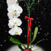 Single Orchid Stem housed in our ornament vase. 