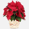 Red or White Poinsettia Plant in a basket and a bow.