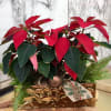 This Beautiful Poinsettia arrangement  adds a pop color for your holiday