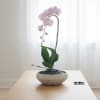 A high quality Single pink orchid arrangement with a vase 9" D