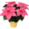 Bright, cheerful, and full of holiday charm, our Pink Poinsettia Plant is