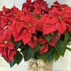 Ideal for holiday d&eacute;cor, hostess gifts, or spreading seasonal cheer, the poinsettia
