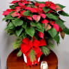 A beautiful 10" poinsettia plant in an elegant hand-woven basket.


(BASKET COLOR MAY