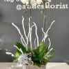 The most popular variety of this plant, the Phalaenopsis orchid makes a