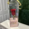 BEAUTIFUL DETAIL OF A ROSE IN A BEAUTIFUL TRANSPARENT BOX WITH A