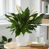 A timeless symbol of peace and healing, the Tranquility Lily features a