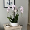A high quality Four pink orchid arrangement with a vase 13" D