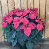 Poinsetta in decorative container with bow 