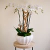 Add a touch of sophistication to your space with our Opal Orchid