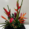 heliconia, bird of paradise, ginger, anthurium