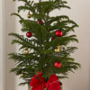 A charming, living Norfolk Island pine&mdash;perfect for last-minute holiday gifting or instant