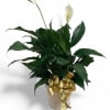 The Peace Lily is a beautiful addition to any house, can be