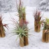 KC1225 Tillandsia Bamboo Gardens
Great stocking stuffers with no calories!

Playful, modern, and effortlessly
