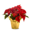Always a tradition for the holiday season, a lush Christmas red poinsettia