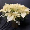 10' White Poinsettia, foiled pot and decorated with a bow