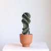 This striking Spiral Cactus stands out with its naturally twisting form, making