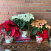 Beautiful Holiday poinsettia Plant with a lovely Christmas bow in a holiday