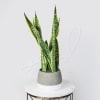 8" Two Tone Cement Planter arranged with Snake Plant and Grey Deco