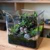  Cube terrarium is a self-contained, miniature ecosystem inside a clear glass