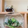 Self-contained, miniature ecosystem inside a clear glass container, often with a narrow