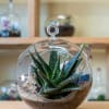 Hanging Terrarium self-contained, miniature ecosystem inside a clear glass container, often with