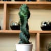 his unique succulent is a botanical masterpiece, captivating plant enthusiasts and interior