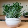 Combo Succulent pot 
