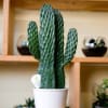  Cactus is a delightful and compact cactus variety that adds a