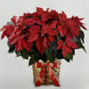 Red Poinsettia plant decorated in a Holiday basket