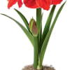 Miracle Amaryllis bursts into bloom to bring an abundance of bold color
