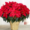 6" red Poinsettia or
10" red Poinsettia 