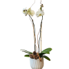 Double white orchid plant in white pot with pinecone and cinnamon for