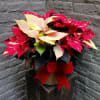 Nothing says holidays like a festive poinsettia plant!  This 6" blooming