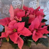 A brilliant departure from tradition, this pink poinsettia is a winter wonderland