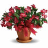 Distinctively different, the Christmas cactus is an outstanding gift to send for