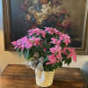 Lovely pink poinsettia plant in a natural basket with gold decoration. 

