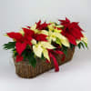 Make your home festive for the holiday's with this assortment of poinsettias.