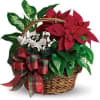 This mixture of green plants and poinsettia is sure to bring holiday
