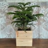 This delicate and soft indoor pine will make anyone smile. Designed in