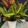 Beautiful, vibrant-colored plant for any occasion! 