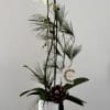 A beautiful single Phalaenopsis Orchid potted in a white ceramic vase, featuring