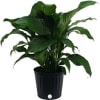 Peace lilies (Spathiphyllum), also known as closet plants, are a popular choice