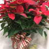 8 Inch Poinsettia Plant in a Bakset