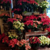 Nothing says Christmas like a live red poinsettia plant! *Size, number of