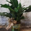 Peace lily plant-lush green leaves and graceful white blooms bring serene beauty