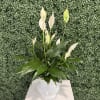 This Peace Lily (Spathiphyllum), beautifully presented in a glossy white planter. Known