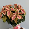 This festive Christmas plant makes the perfect gift for the holiday season!