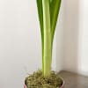 Festive amaryllis bulb planted in a red-and-white candy cane&ndash;striped container with natural